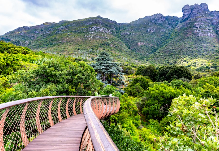 Kirstenbosch-Botanical-Garden-حدائق-كريستينبوش-جنوب-افريقيا