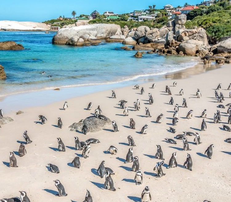 شاطئ-البطاريق-–-Boulders-Beach-جنوب-افريقيا
